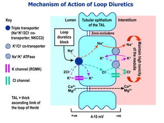 Drugs acting on the kidney lectures 1 and 2 | PDF