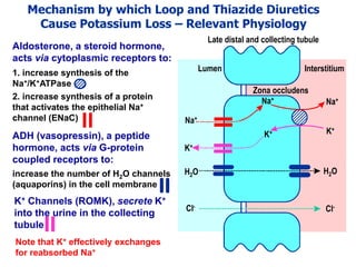 Drugs acting on the kidney lectures 1 and 2 | PDF
