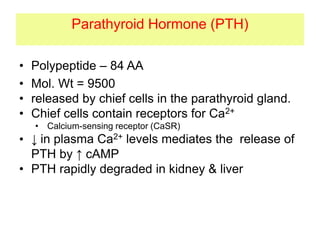 Parathyroid Hormone (PTH)
• Polypeptide – 84 AA
• Mol. Wt = 9500
• released by chief cells in the parathyroid gland.
• Chief cells contain receptors for Ca2+
• Calcium-sensing receptor (CaSR)
• ↓ in plasma Ca2+ levels mediates the release of
PTH by ↑ cAMP
• PTH rapidly degraded in kidney & liver
 