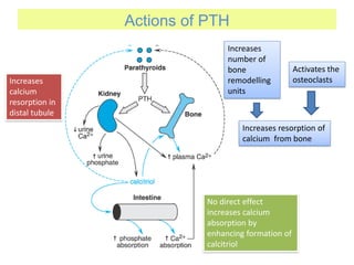 Actions of PTH
Increases resorption of
calcium from bone
Increases
number of
bone
remodelling
units
Activates the
osteoclastsIncreases
calcium
resorption in
distal tubule
No direct effect
increases calcium
absorption by
enhancing formation of
calcitriol
 