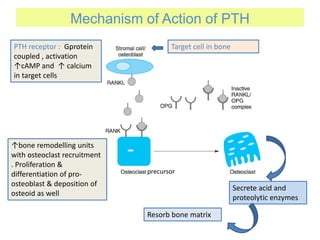 precursor
Mechanism of Action of PTH
PTH receptor : Gprotein
coupled , activation
↑cAMP and ↑ calcium
in target cells
Target cell in bone
↑bone remodelling units
with osteoclast recruitment
. Proliferation &
differentiation of pro-
osteoblast & deposition of
osteoid as well
Secrete acid and
proteolytic enzymes
Resorb bone matrix
 