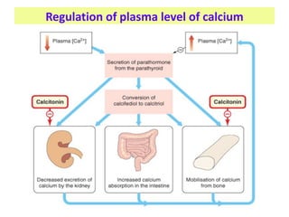 Regulation of plasma level of calcium
 