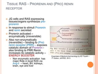 TISSUE RAS - PRORENIN AND (PRO) RENIN
RECEPTOR
 JG cells and RAS expressing
tissues/organs synthesize pre-
prorenin
 In response to stimuli Prorenin
and renin secreted
 Prorenin activated –
enzymatically (irreversible)
 Also non-enzymatically
(reversible) – binding to (Pro)
renin receptor (PRR) – exposes
catalytic domain of Prorenin -
also binding to PRR Renin
increases its catalytic activity –
ENERGY BOOSTER
 Non enzymatic activation has
major Role in local RAS via
Ang-II – heart, BV, kidneys,
brain, eye and liver
Essentials of Medical pharmacology by KD Tripathi –
7th Edition, JAYPEE, 2013
 