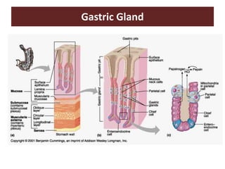 Gastric Gland
 