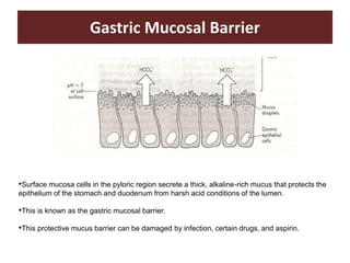 Gastric Mucosal Barrier
•Surface mucosa cells in the pyloric region secrete a thick, alkaline-rich mucus that protects the
epithelium of the stomach and duodenum from harsh acid conditions of the lumen.
•This is known as the gastric mucosal barrier.
•This protective mucus barrier can be damaged by infection, certain drugs, and aspirin.
 