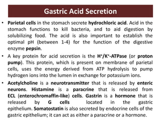 Gastric Acid Secretion
• Parietal cells in the stomach secrete hydrochloric acid. Acid in the
stomach functions to kill bacteria, and to aid digestion by
solubilizing food. The acid is also important to establish the
optimal pH (between 1-4) for the function of the digestive
enzyme pepsin.
• A key protein for acid secretion is the H+/K+-ATPase (or proton
pump). This protein, which is present on membrane of parietal
cells, uses the energy derived from ATP hydrolysis to pump
hydrogen ions into the lumen in exchange for potassium ions.
• Acetylcholine is a neurotransmitter that is released by enteric
neurons. Histamine is a paracrine that is released from
ECL (enterochromaffin-like) cells. Gastrin is a hormone that is
released by G cells located in the gastric
epithelium. Somatostatin is also secreted by endocrine cells of the
gastric epithelium; it can act as either a paracrine or a hormone.
 