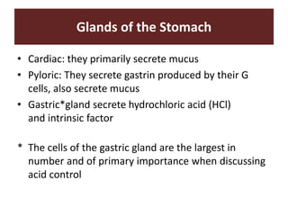 Glands of the Stomach
• Cardiac: they primarily secrete mucus
• Pyloric: They secrete gastrin produced by their G
cells, also secrete mucus
• Gastric*gland secrete hydrochloric acid (HCl)
and intrinsic factor
* The cells of the gastric gland are the largest in
number and of primary importance when discussing
acid control
 