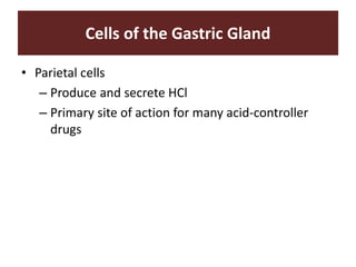 Cells of the Gastric Gland
• Parietal cells
– Produce and secrete HCl
– Primary site of action for many acid-controller
drugs
 