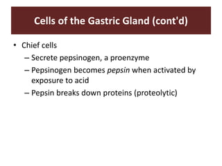 Cells of the Gastric Gland (cont'd)
• Chief cells
– Secrete pepsinogen, a proenzyme
– Pepsinogen becomes pepsin when activated by
exposure to acid
– Pepsin breaks down proteins (proteolytic)
 