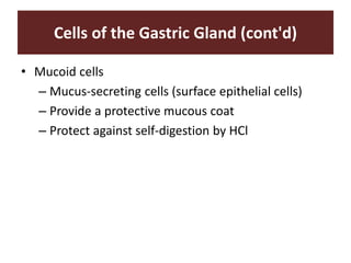 Cells of the Gastric Gland (cont'd)
• Mucoid cells
– Mucus-secreting cells (surface epithelial cells)
– Provide a protective mucous coat
– Protect against self-digestion by HCl
 