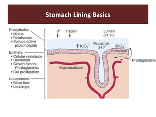 Stomach Lining Basics
 