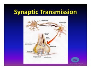 Drugs and the body powerpoint | PDF