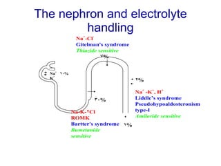 The nephron and electrolyte handling 