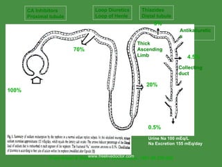 From Knauf & Mutschler Klin. Wochenschr. 1991 69:239-250 70% 20% 5% 4.5% 0.5% Volume 1.5 L/day Urine Na 100 mEq/L Na Excretion 155 mEq/day 100% GFR 180 L/day  Plasma Na 145 mEq/L Filtered Load 26,100 mEq/day CA Inhibitors Proximal tubule Loop Diuretics Loop of Henle Thiazides Distal tubule Antikaliuretics Collecting  duct Thick  Ascending  Limb www.freelivedoctor.com 