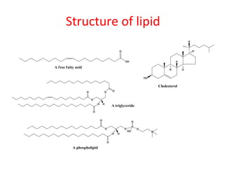Structure of lipid 