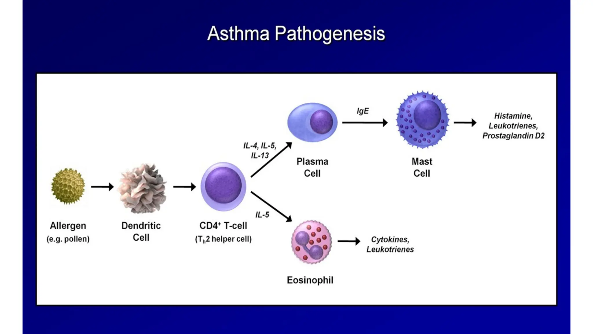 Drugs for treatment of Bronchial Asthma including pathology physiology ...