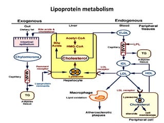Lipoprotein metabolism
15
 