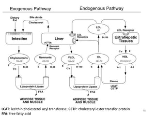 LCAT: lecithin:cholesterol acyl transferase, CETP: cholesteryl ester transfer protein
FFA: free fatty acid
16
 