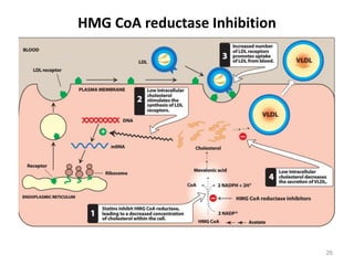 HMG CoA reductase Inhibition
26
 