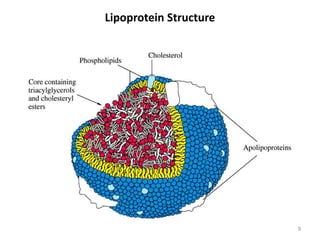 Lipoprotein Structure
9
 