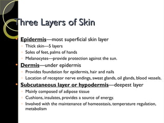 Three Layers of Skin
Three Layers of Skin
 Epidermis—most superficial skin layer
◦ Thick skin—5 layers
◦ Soles of feet, palms of hands
◦ Melanocytes—provide protection against the sun.
 Dermis—under epidermis
◦ Provides foundation for epidermis, hair and nails
◦ Location of receptor nerve endings, sweat glands, oil glands, blood vessels.
 Subcutaneous layer or hypodermis—deepest layer
◦ Mainly composed of adipose tissue
◦ Cushions, insulates, provides a source of energy.
◦ Involved with the maintenance of homeostasis, temperature regulation,
metabolism
 