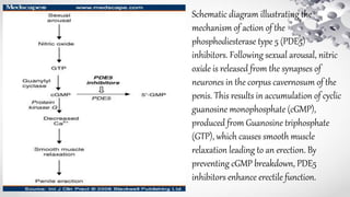 Schematic diagram illustrating the
mechanism of action of the
phosphodiesterase type 5 (PDE5)
inhibitors. Following sexual arousal, nitric
oxide is released from the synapses of
neurones in the corpus cavernosum of the
penis. This results in accumulation of cyclic
guanosine monophosphate (cGMP),
produced from Guanosine triphosphate
(GTP), which causes smooth muscle
relaxation leading to an erection. By
preventing cGMP breakdown, PDE5
inhibitors enhance erectile function.
 