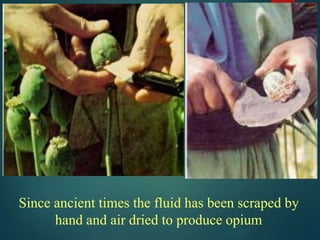 The milky fluid oozes from incisions in the
unripe seedpod
 