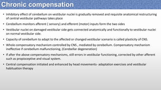 • Inhibitory effect of cerebellum on vestibular nuclei is gradually removed and requisite anatomical restructuring
of central vestibular pathways takes place
• Cerebellum monitors afferent ( sensory) and efferent (motor) inputs form the two sides
• Vestibular nuclei on damaged vestibular side gets connected anatomically and functionally to vestibular nuclei
on normal vestibular side.
• Capacity of cerebellum to adapt to the affected or changed vestibular scenario is called plasticity of CNS.
• Whole compensatory mechanism controlled by CNS , mediated by cerebellum. Compensatory mechanism
ineffective if cerebellum malfunctioning, (Cerebellar degeneration)
• If after the above compensatory mechanisms, still errors in vestibular functioning, corrected by other afferent
such as propioceptive and visual system.
• Central compensation initiated and enhanced by head movements- adaptation exercises and vestibular
habituation therapy
Chronic compensation
 