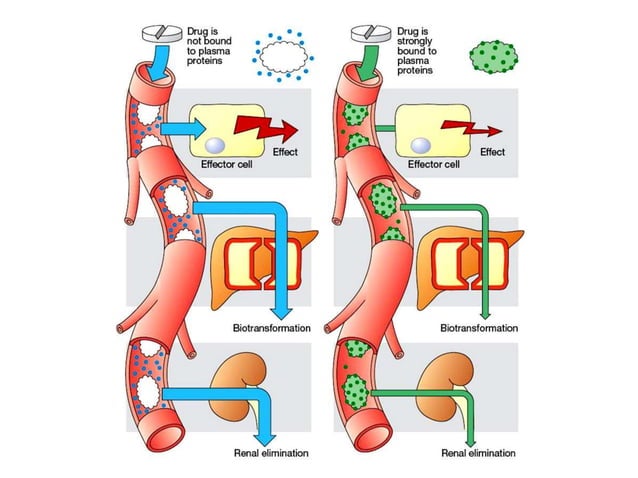 Drugs pharmacology in kidney disease | PPTX | Chemistry | Science