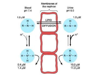Drugs pharmacology in kidney disease | PPTX