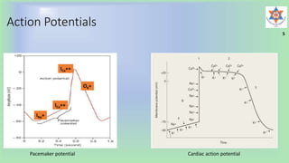 Action Potentials
5
INa+
ICa++
ICa++
OK+
Pacemaker potential Cardiac action potential
 