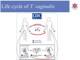 Life cycle of T. vaginalis
 