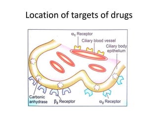 Location of targets of drugs
 