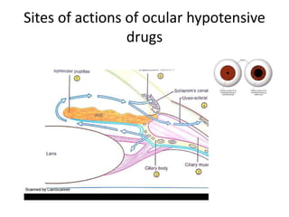 Sites of actions of ocular hypotensive
drugs
 