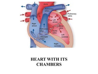 HEART WITH ITS
CHAMBERS
 