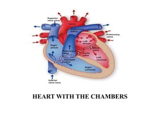 HEART WITH THE CHAMBERS
 