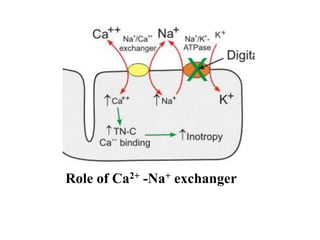 Role of Ca2+ -Na+ exchanger
 