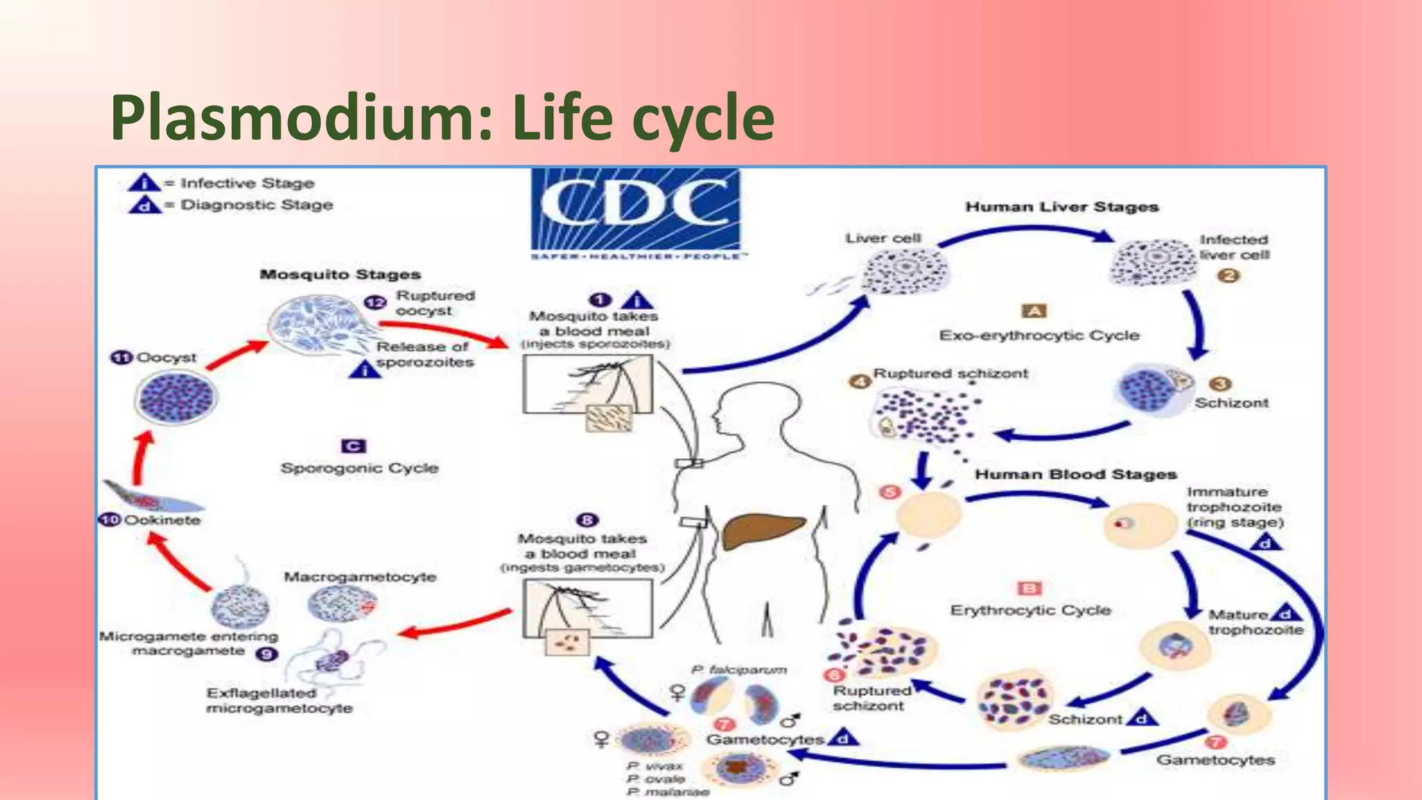 Drugs used in treatment of malaria | PPTX