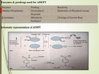 Enzymes & prodrugs used for ADEPT
Enzymes Prodrug Reactivity
Alkaline Phosphatase Doxorubicin Hydrolysis of Phosphate Group
Etoposide
β lactamase Mitomycin Cleavage of Lactam Ring
Paclitaxel
Schematic representation of ADEPT
 