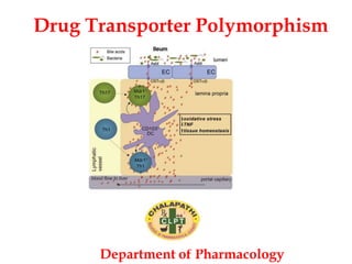 Drug Transporter Polymorphism
Department of Pharmacology
 