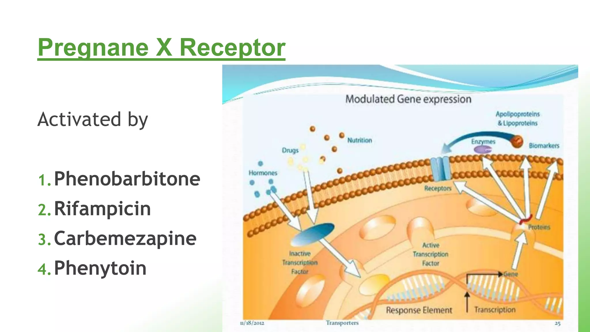 Pregnane X Receptor
Activated by
1.Phenobarbitone
2.Rifampicin
3.Carbemezapine
4.Phenytoin
 