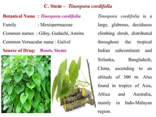 C. Stem – Tinospora cordifolia
Botanical Name : Tinospora cordifolia
Family : Menispermaceae
Common names : Giloy, Guduchi, Amrita
Common Vernacular name : Gulvel
Source of Drug: Roots, Stems
Tinospora cordifolia is a
large, glabrous, deciduous
climbing shrub, distributed
throughout the tropical
Indian subcontinent and
Srilanka, Bangladesh,
China, ascending to an
altitude of 300 m. Also
found in tropics of Asia,
Africa and Australia,
mainly in Indo-Malayan
region.
 