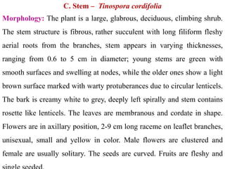 C. Stem – Tinospora cordifolia
Morphology: The plant is a large, glabrous, deciduous, climbing shrub.
The stem structure is fibrous, rather succulent with long filiform fleshy
aerial roots from the branches, Stem appears in varying thicknesses,
ranging from 0.6 to 5 cm in diameter; young stems are green with
smooth surfaces and swelling at nodes, while the older ones show a light
brown surface marked with warty protuberances due to circular lenticels.
The bark is creamy white to grey, deeply left spirally and stem contains
rosette like lenticels. The leaves are membranous and cordate in shape.
Flowers are in axillary position, 2-9 cm long raceme on leaflet branches,
unisexual, small and yellow in color. Male flowers are clustered and
female are usually solitary. The seeds are curved. Fruits are fleshy and
 