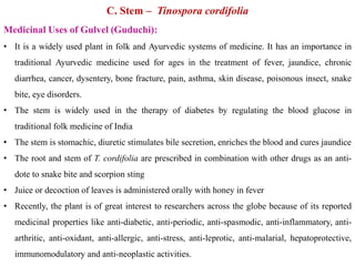 C. Stem – Tinospora cordifolia
Medicinal Uses of Gulvel (Guduchi):
• It is a widely used plant in folk and Ayurvedic systems of medicine. It has an importance in
traditional Ayurvedic medicine used for ages in the treatment of fever, jaundice, chronic
diarrhea, cancer, dysentery, bone fracture, pain, asthma, skin disease, poisonous insect, snake
bite, eye disorders.
• The stem is widely used in the therapy of diabetes by regulating the blood glucose in
traditional folk medicine of India
• The stem is stomachic, diuretic stimulates bile secretion, enriches the blood and cures jaundice
• The root and stem of T. cordifolia are prescribed in combination with other drugs as an anti-
dote to snake bite and scorpion sting
• Juice or decoction of leaves is administered orally with honey in fever
• Recently, the plant is of great interest to researchers across the globe because of its reported
medicinal properties like anti-diabetic, anti-periodic, anti-spasmodic, anti-inflammatory, anti-
arthritic, anti-oxidant, anti-allergic, anti-stress, anti-leprotic, anti-malarial, hepatoprotective,
immunomodulatory and anti-neoplastic activities.
 