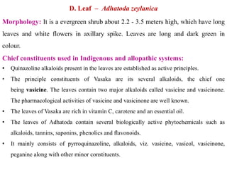 D. Leaf – Adhatoda zeylanica
Morphology: It is a evergreen shrub about 2.2 - 3.5 meters high, which have long
leaves and white flowers in axillary spike. Leaves are long and dark green in
colour.
Chief constituents used in Indigenous and allopathic systems:
• Quinazoline alkaloids present in the leaves are established as active principles.
• The principle constituents of Vasaka are its several alkaloids, the chief one
being vasicine. The leaves contain two major alkaloids called vasicine and vasicinone.
The pharmacological activities of vasicine and vasicinone are well known.
• The leaves of Vasaka are rich in vitamin C, carotene and an essential oil.
• The leaves of Adhatoda contain several biologically active phytochemicals such as
alkaloids, tannins, saponins, phenolics and flavonoids.
• It mainly consists of pyrroquinazoline, alkaloids, viz. vasicine, vasicol, vasicinone,
peganine along with other minor constituents.
 