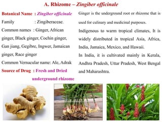 A. Rhizome – Zingiber officinale
Botanical Name : Zingiber officinale
Family : Zingiberaceae.
Common names : Ginger, African
ginger, Black ginger, Cochin ginger,
Gan jiang, Gegibre, Ingwer, Jamaican
ginger, Race ginger
Common Vernacular name: Ale, Adrak
Source of Drug : Fresh and Dried
underground rhizome
Ginger is the underground root or rhizome that is
used for culinary and medicinal purposes.
Indigenous to warm tropical climates, It is
widely distributed in tropical Asia, Africa,
India, Jamaica, Mexico, and Hawaii.
In India, it is cultivated mainly in Kerala,
Andhra Pradesh, Uttar Pradesh, West Bengal
and Maharashtra.
 