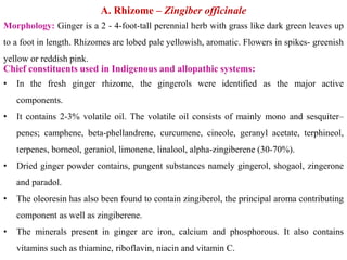 A. Rhizome – Zingiber officinale
Morphology: Ginger is a 2 - 4-foot-tall perennial herb with grass like dark green leaves up
to a foot in length. Rhizomes are lobed pale yellowish, aromatic. Flowers in spikes- greenish
yellow or reddish pink.
Chief constituents used in Indigenous and allopathic systems:
• In the fresh ginger rhizome, the gingerols were identified as the major active
components.
• It contains 2-3% volatile oil. The volatile oil consists of mainly mono and sesquiter–
penes; camphene, beta-phellandrene, curcumene, cineole, geranyl acetate, terphineol,
terpenes, borneol, geraniol, limonene, linalool, alpha-zingiberene (30-70%).
• Dried ginger powder contains, pungent substances namely gingerol, shogaol, zingerone
and paradol.
• The oleoresin has also been found to contain zingiberol, the principal aroma contributing
component as well as zingiberene.
• The minerals present in ginger are iron, calcium and phosphorous. It also contains
vitamins such as thiamine, riboflavin, niacin and vitamin C.
 