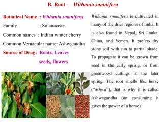 B. Root – Withania somnifera
Botanical Name : Withania somnifera
Family : Solanaceae.
Common names : Indian winter cherry
Common Vernacular name: Ashwgandha
Source of Drug: Roots, Leaves
seeds, flowers
Withania somnifera is cultivated in
many of the drier regions of India. It
is also found in Nepal, Sri Lanka,
China, and Yemen. It prefers dry
stony soil with sun to partial shade.
To propagate it can be grown from
seed in the early spring, or from
greenwood cuttings in the later
spring. The root smells like horse
(“ashwa”), that is why it is called
Ashwagandha (on consuming it
gives the power of a horse)
 