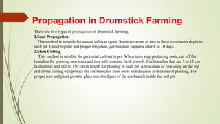 Propagation in Drumstick Farming
There are two types of propagation in drumstick farming.
1.Seed Propagation:
This method is suitable for annual cultivar types. Seeds are sown in two to three-centimeter depth in
each pit. Under regular and proper irrigation, germination happens after 8 to 10 days.
2.Stem Cutting
This method is suitable for perennial cultivar types. When trees stop producing pods, cut off the
branches for growing new trees and this will promote fresh growth. Cut branches that are 5 to 12 cm
in diameter and 100 to 150 cm in length for planting in each pit. Application of cow dung on the top
end of the cutting will protect the cut-branches from pests and diseases at the time of planting. For
proper root and plant growth, place one-third part of the cut-branch inside the soil pit.
 