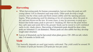 Harvesting
 When harvesting pods for human consumption, harvest when the pods are still
young (about 1cm in diameter) and snap easily. Older pods develop a tough
exterior, but the white seeds and flesh remain edible until the ripening process
begins. When producing seed for planting or for oil extraction, allow the pods to
dry and turn brown on the tree. In some cases, it may be necessary to prop up a
branch that holds many pods to prevent it breaking off. Harvest the pods before
they split open and seeds fall to the ground. Seeds can be stored in well-ventilated
sacks in dry, shady places. Harvesting of drumstick pods should be done when
pods are immature (1 cm diameter). Mature pods are also edible but they develop
tough outer structure.
 Leaves of drumstick can be harvested when plant grows 150 -200 cm tall, which
take 3-4 months in fertile soil.
Yield
This basically depends on seed type/variety cultivated. The yield could be around 50
– 55 tonnes of pods per hectare (220 pods per tree per year).
 